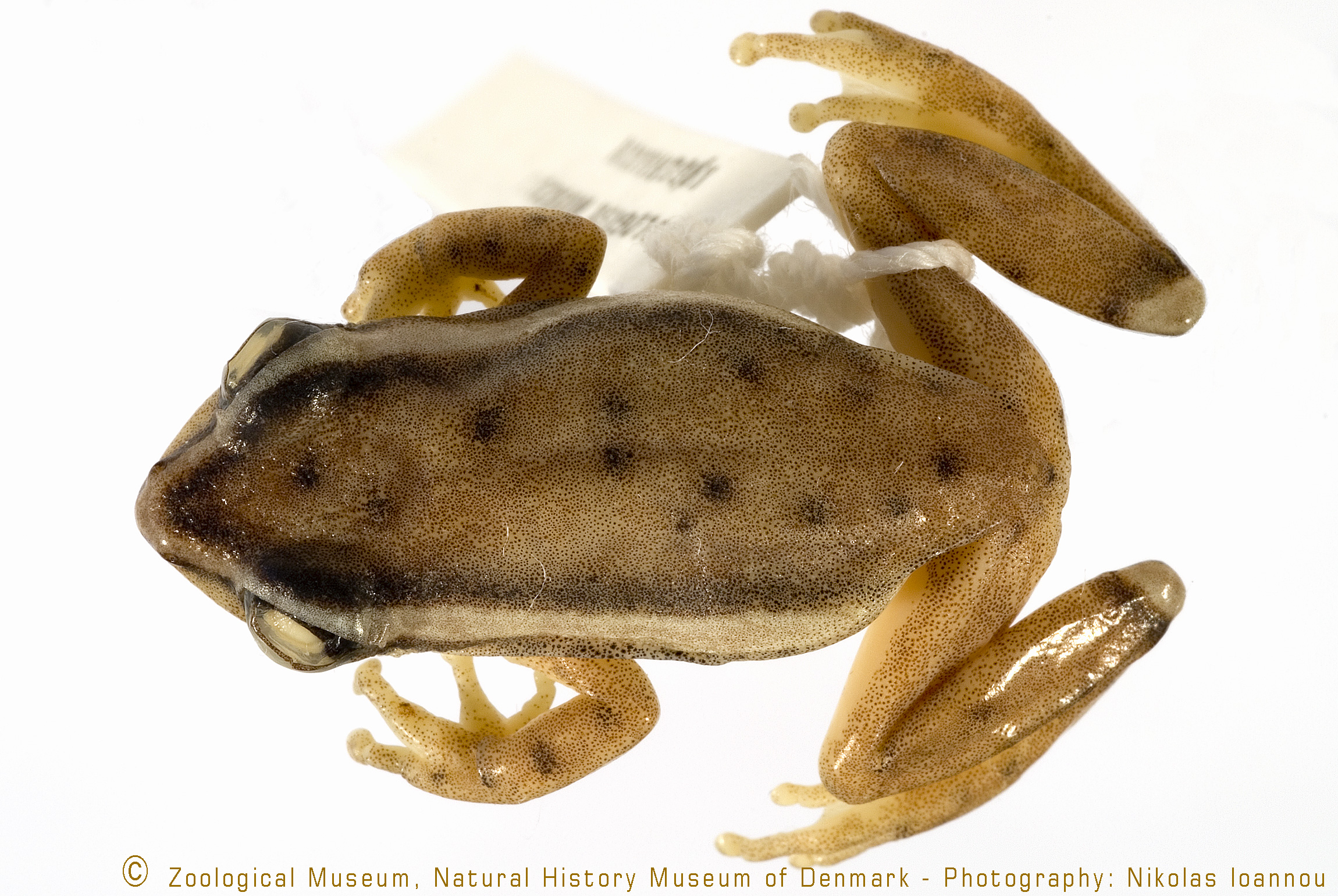 Hyperolius mitchelli