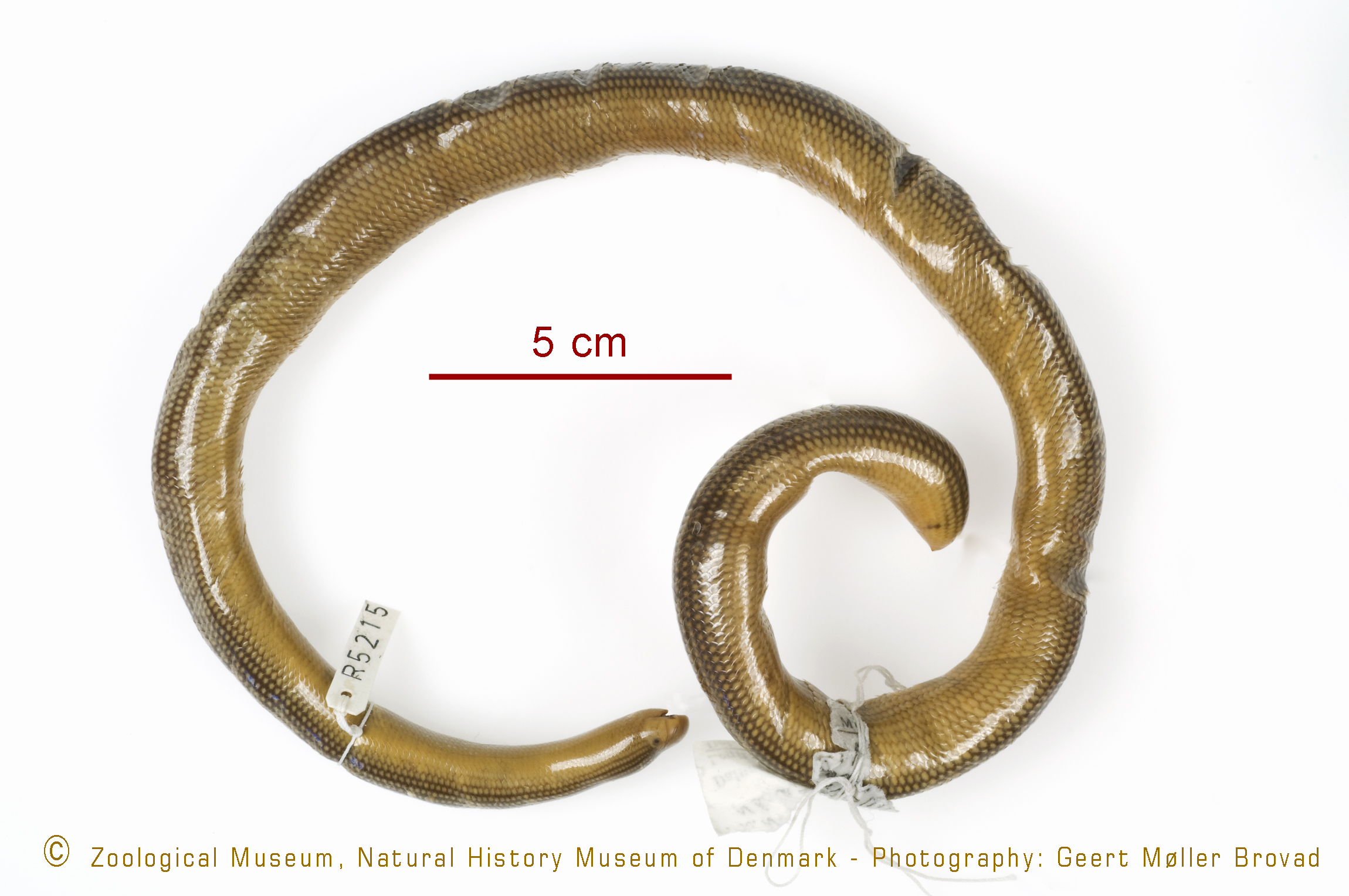Typhlops lineolatus thumbnail