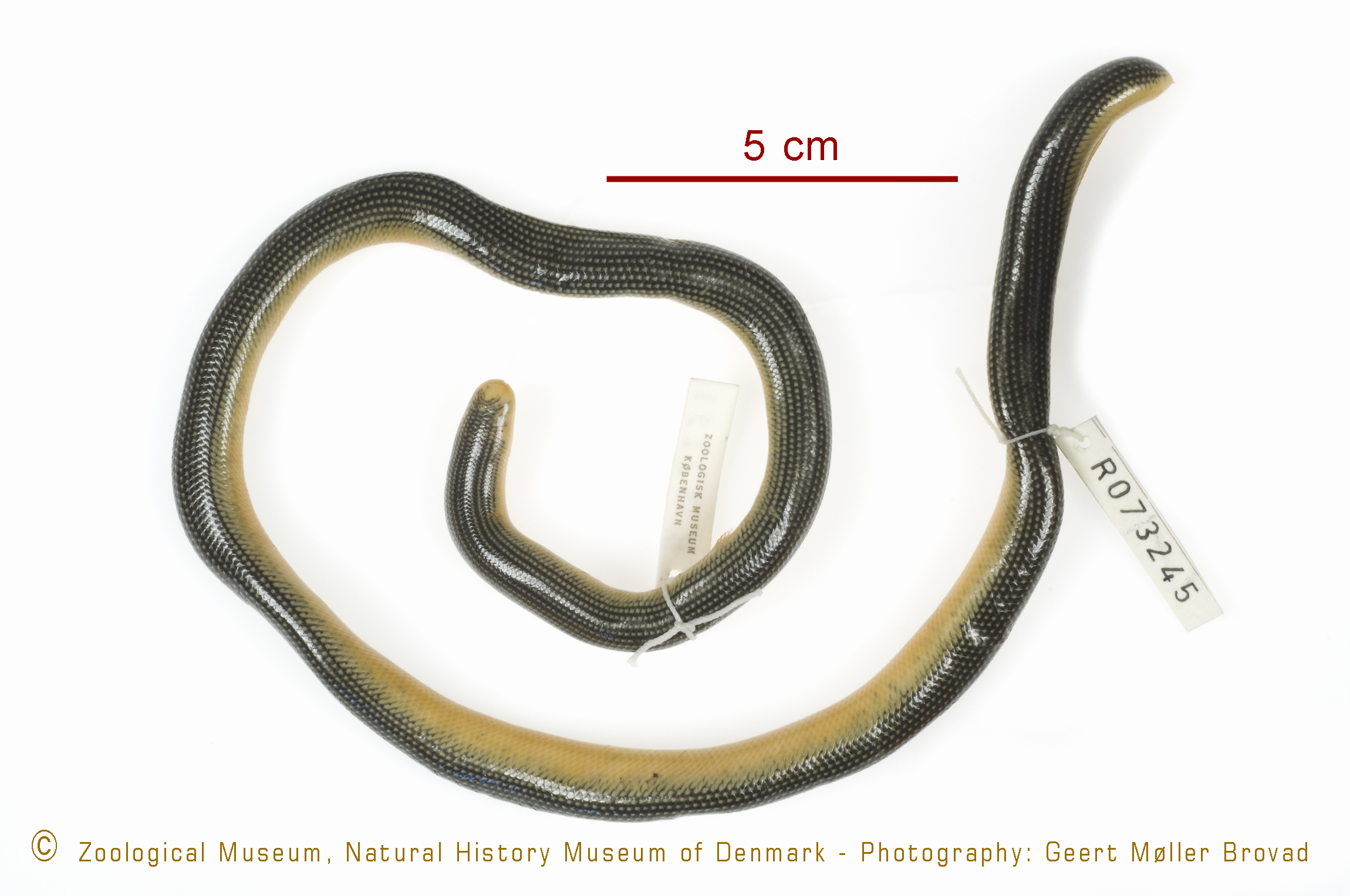 Typhlops gierrai thumbnail