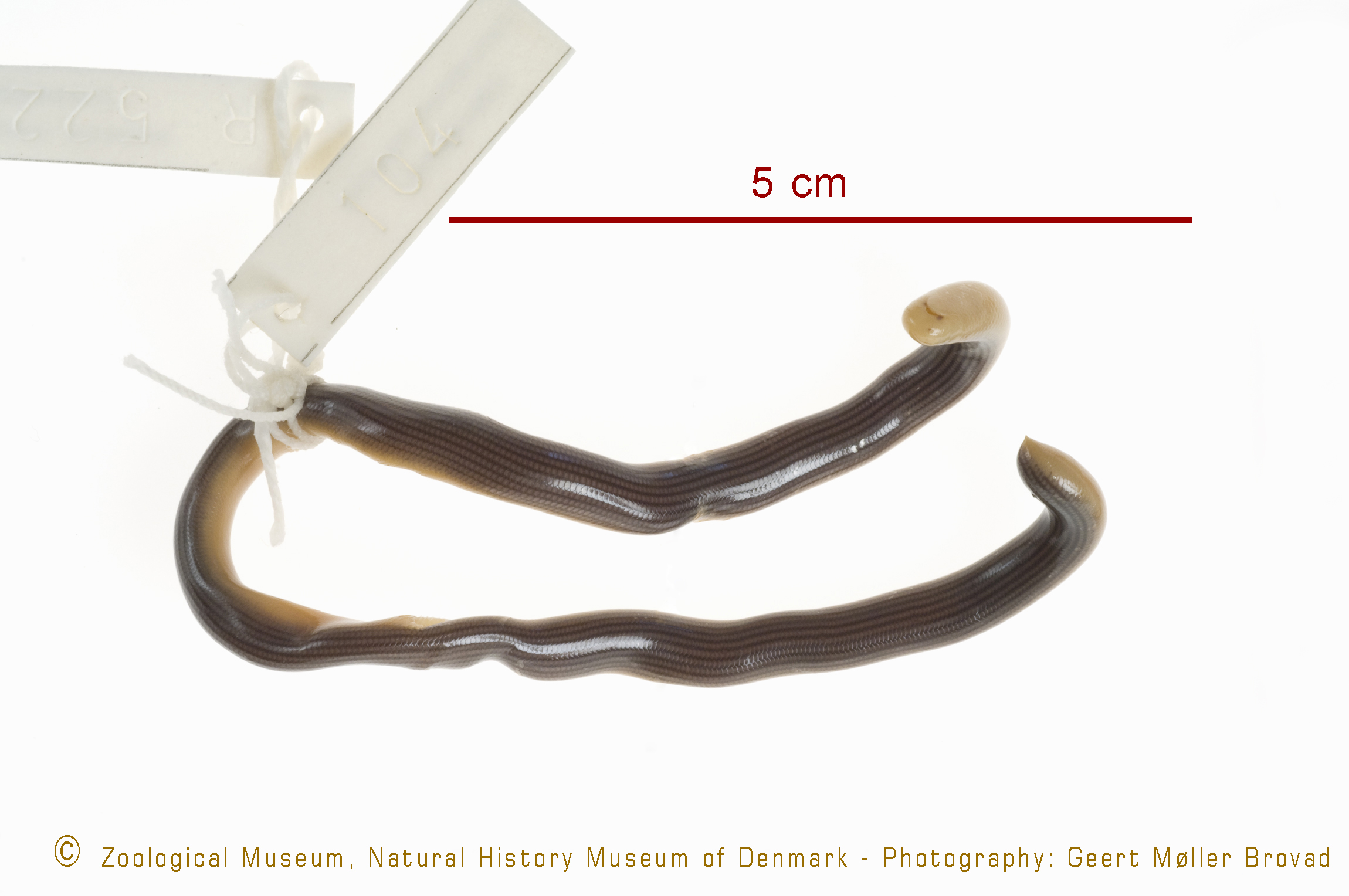 Typhlops angolensis