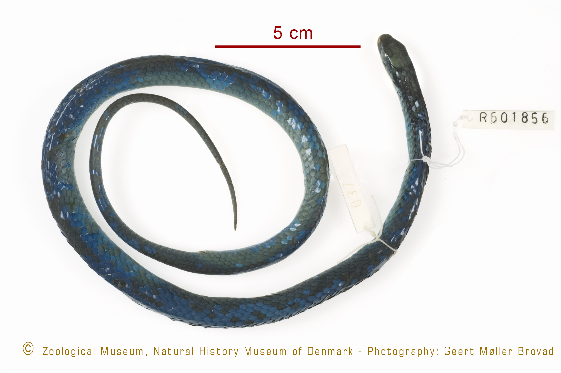 Philothamnus macrops