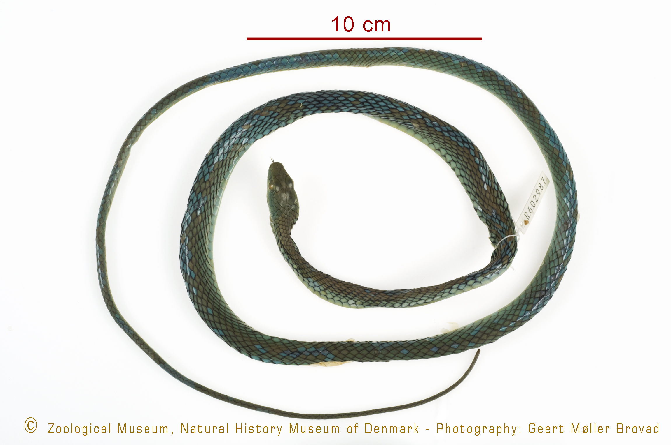 Philothamnus punctatus