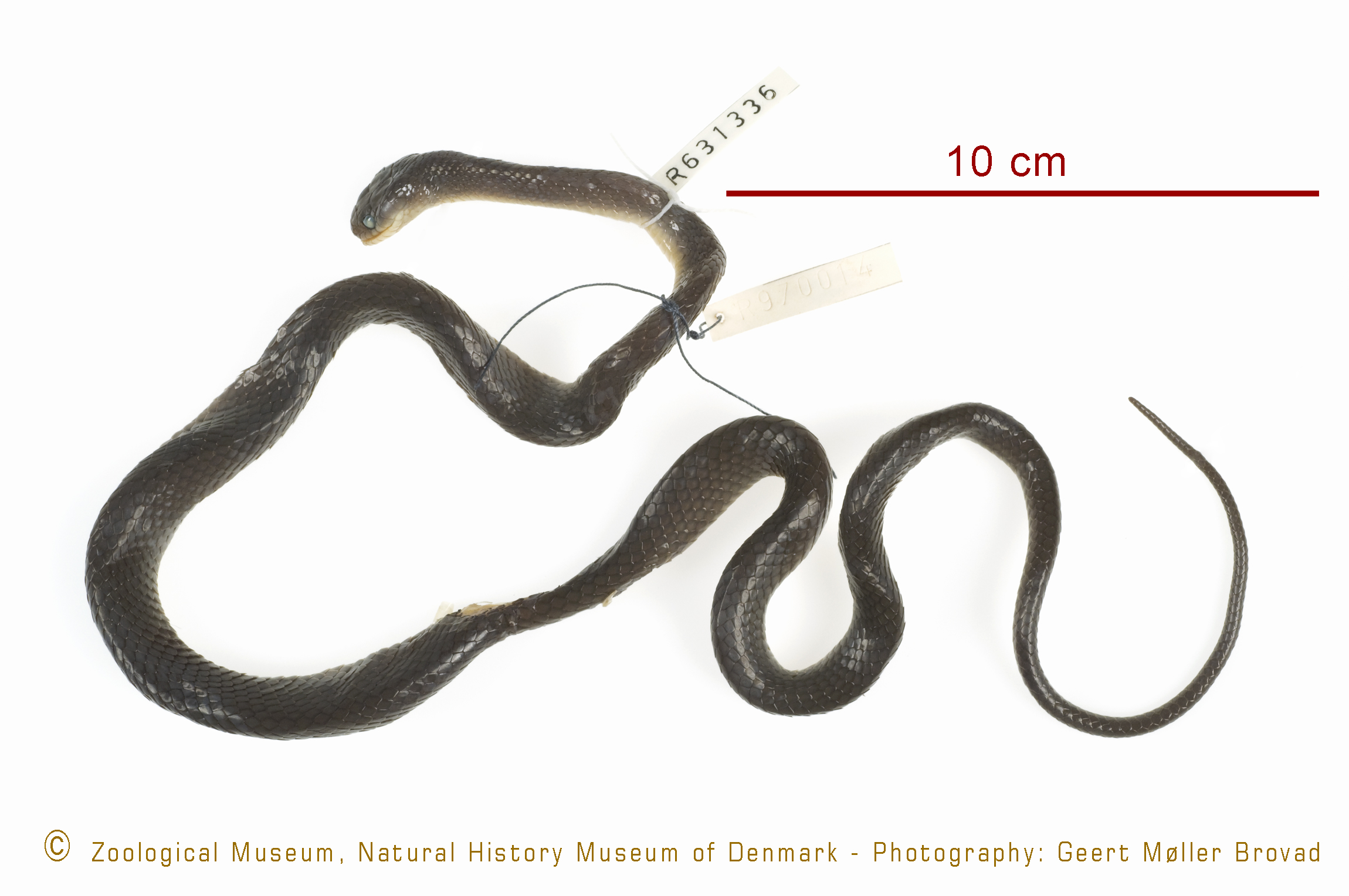 Dipsadoboa werneri