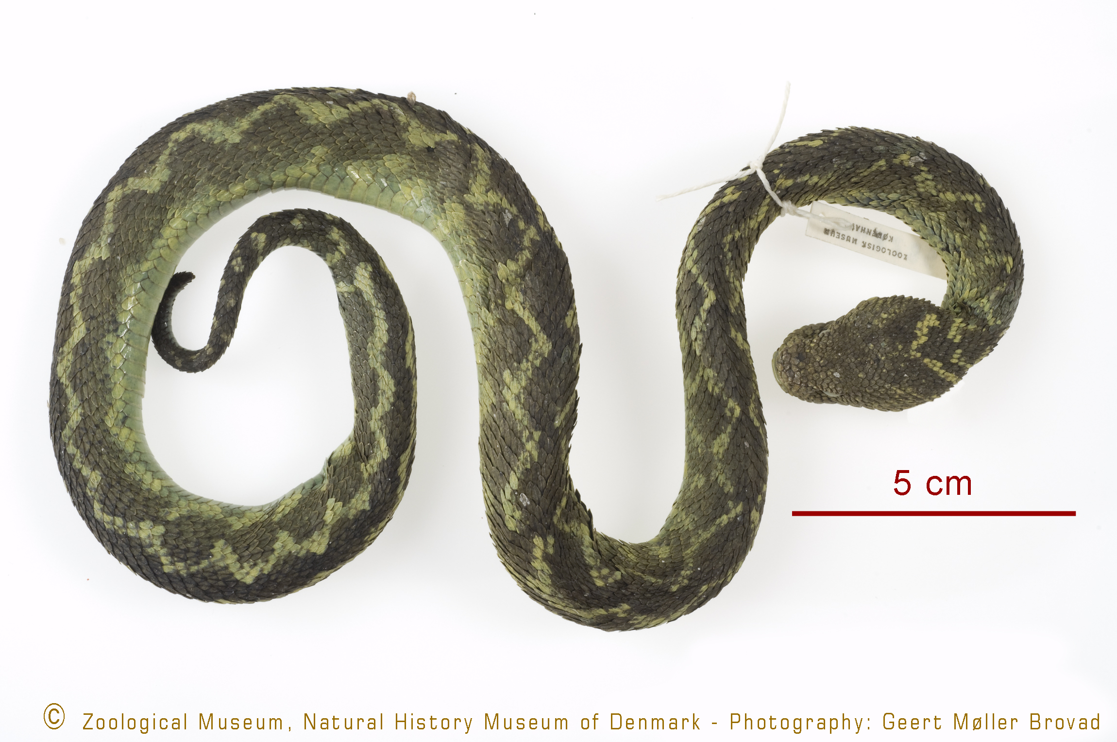 Atheris nitschei rungweensis thumbnail