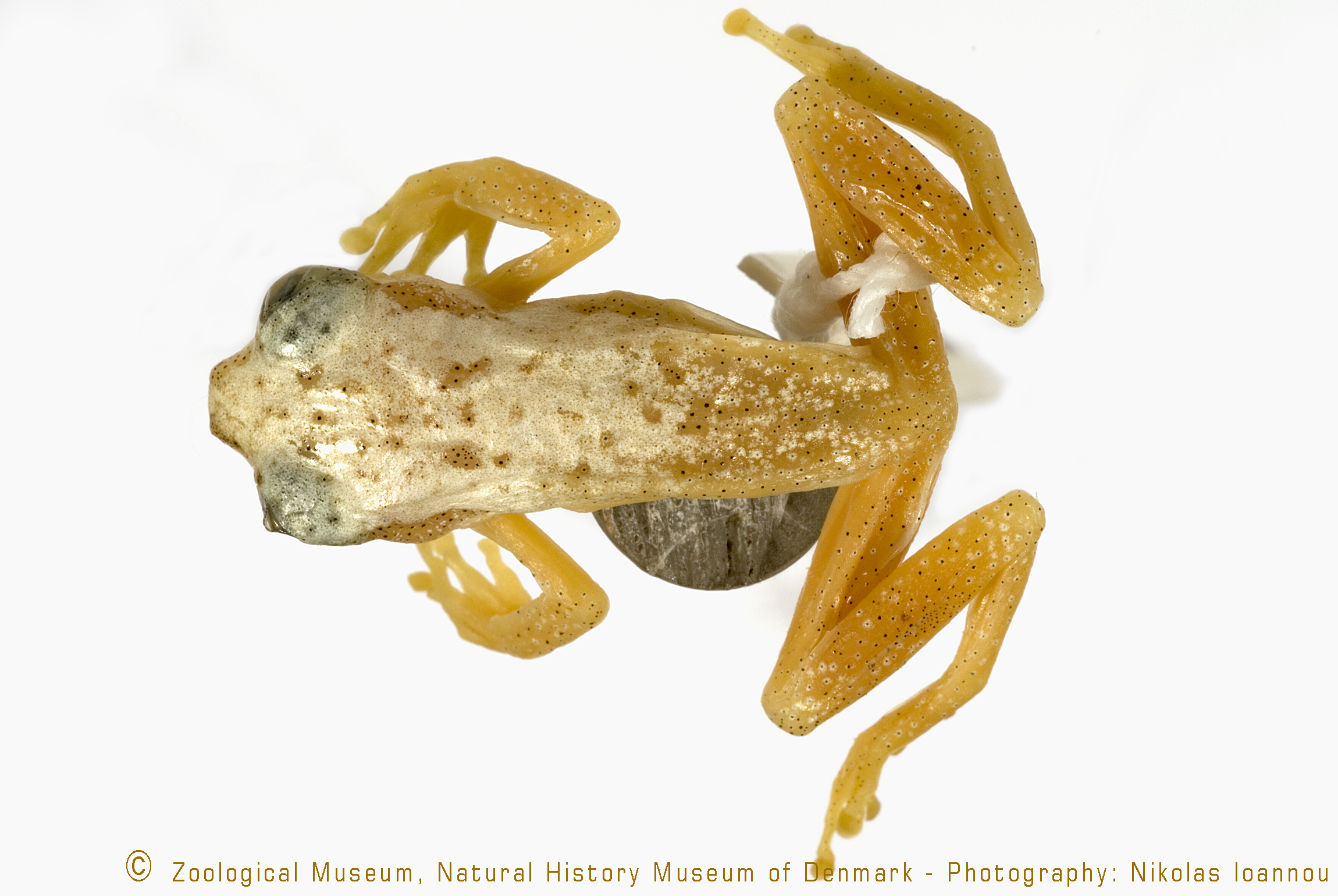 Afrixalus uluguruensis