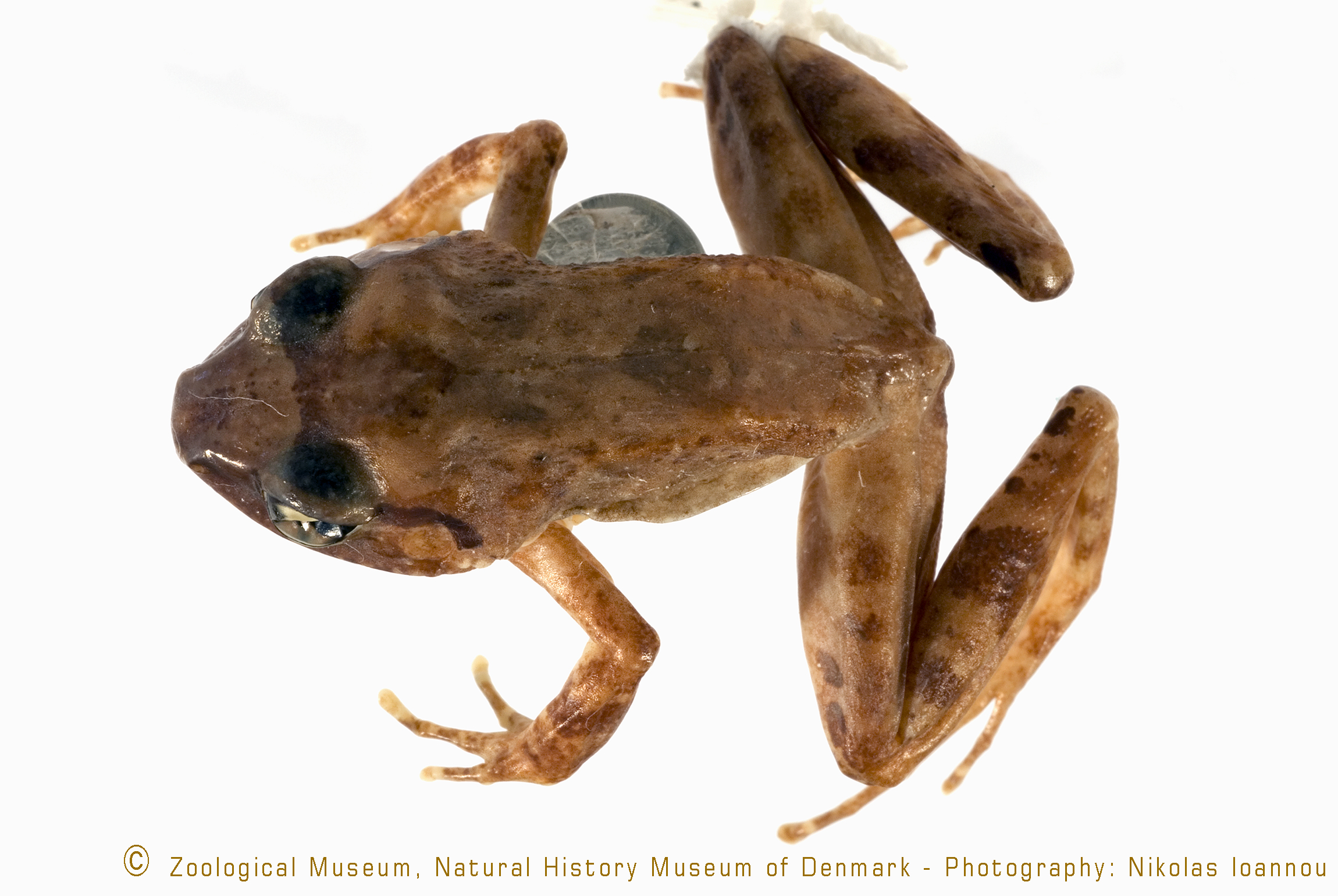 Arthroleptis adolfifriederici thumbnail