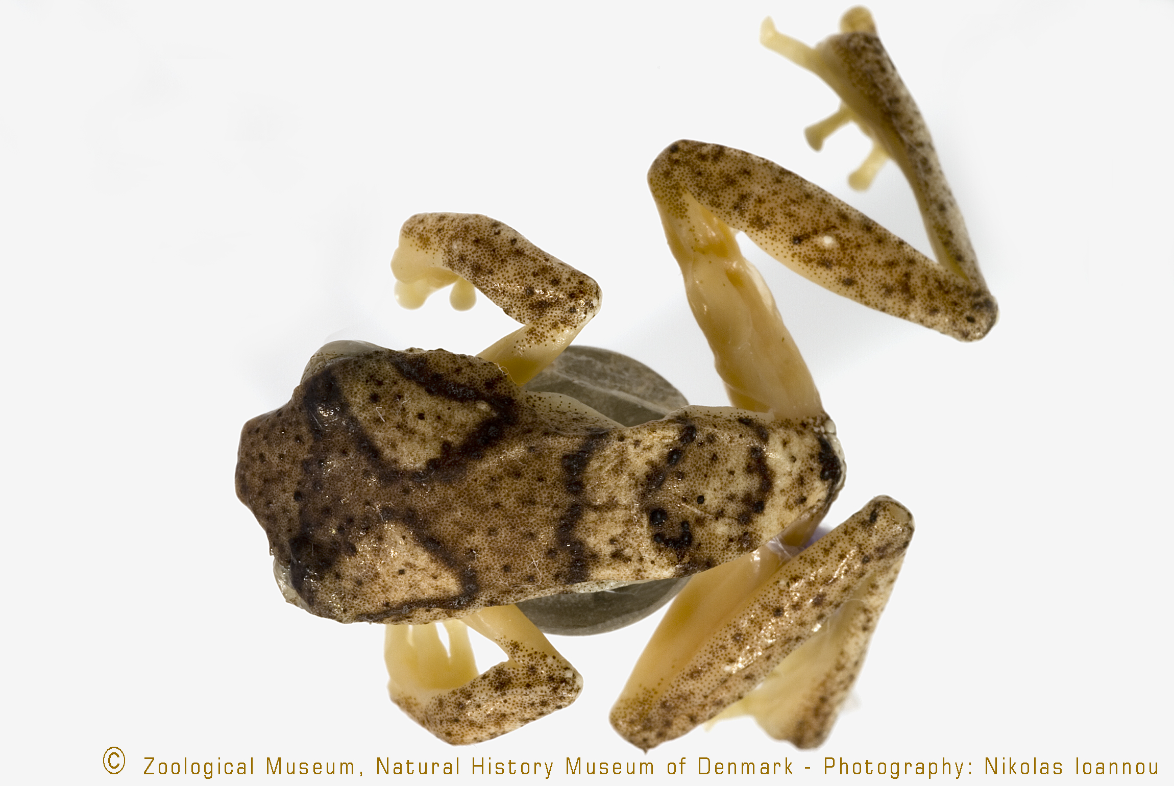 Hyperolius kihangensis