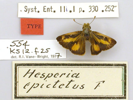 Hesperia epictetus Fabricius 1793